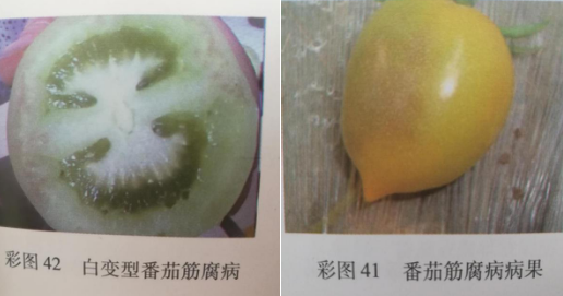 番茄筋腐果.png