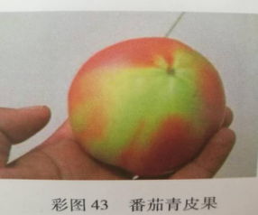 番茄青皮果.png