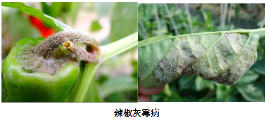 辣椒灰霉病.png