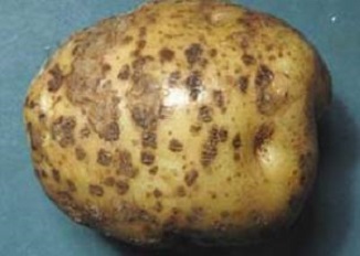 土豆疮痂2病.jpg